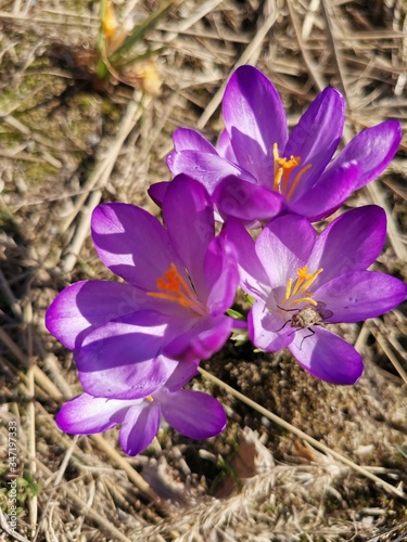 flores en primavera