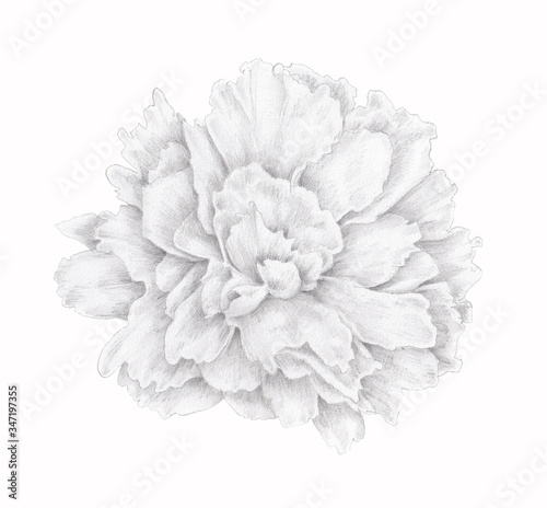 Softness Black and white floral element. Isolated Hand drawn pencil drawing flower head of  peony  on white background. Vintage nature design element. © Irina Ikar