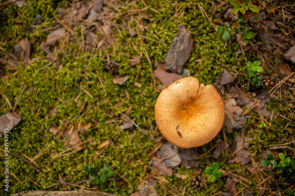 Picture of a large edible mushroom in the forest Picture of a large edible mushroom in the forest