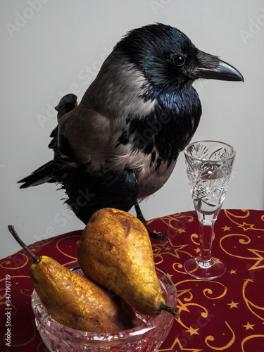 Crow bird on a red table with pears in a glass and a glass of vodka. gothic atmosphere photo