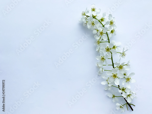 Beautiful white flowers on a white background.  A branch of a bird cherry.  Women's Day, Mother's Day, Valentine's Day, Wedding, Easter.  flat lay, top view, copy space.