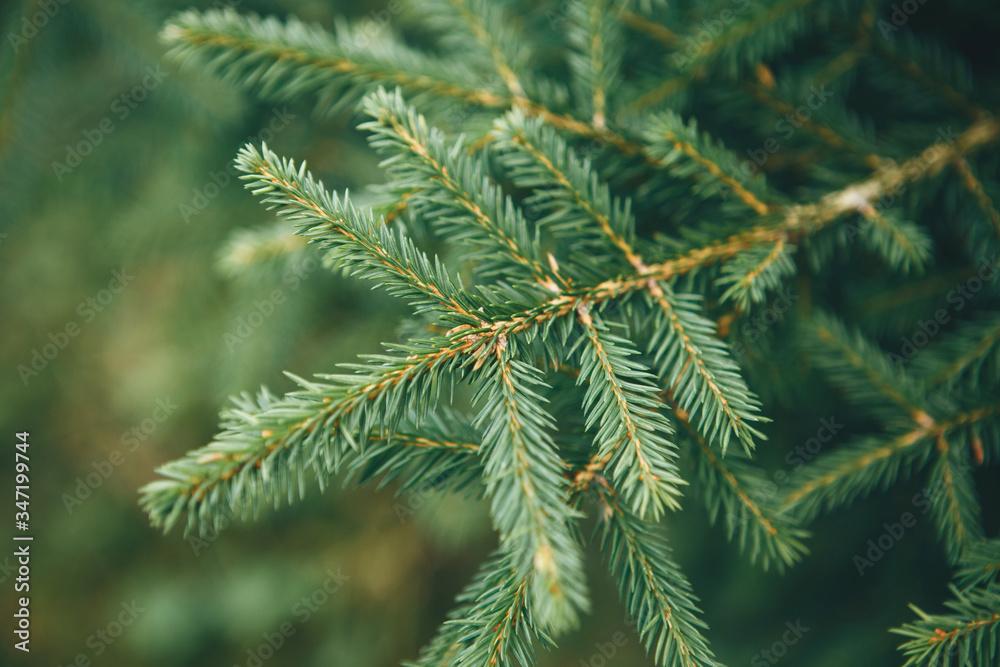 Close up of spruce branch. Evergreen tree background. Close up of spruce branch. Evergreen tree background.
