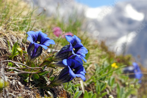Bergblumen, Stängelloser Enzian, Gentiana clusii, Alpen photo