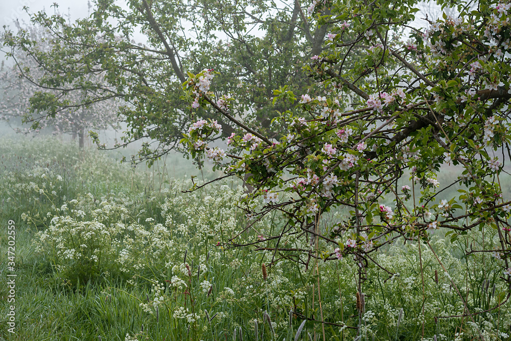 Fototapeta premium blühender Apfelbaum auf einer Obstwiese