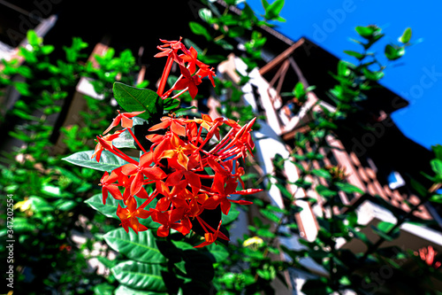 Beautiful Red Flowers with Green Leaves in a Garden next to Resort