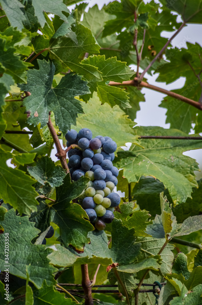 generous blue grapes and leaves on vine close up generous blue grapes and leaves on vine close up