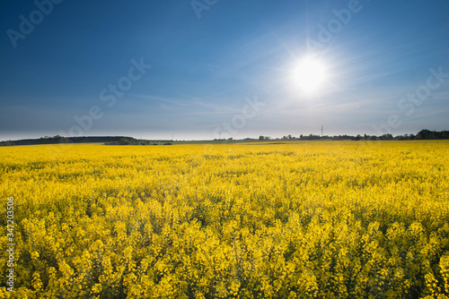 Kwitnący rzepak. photo