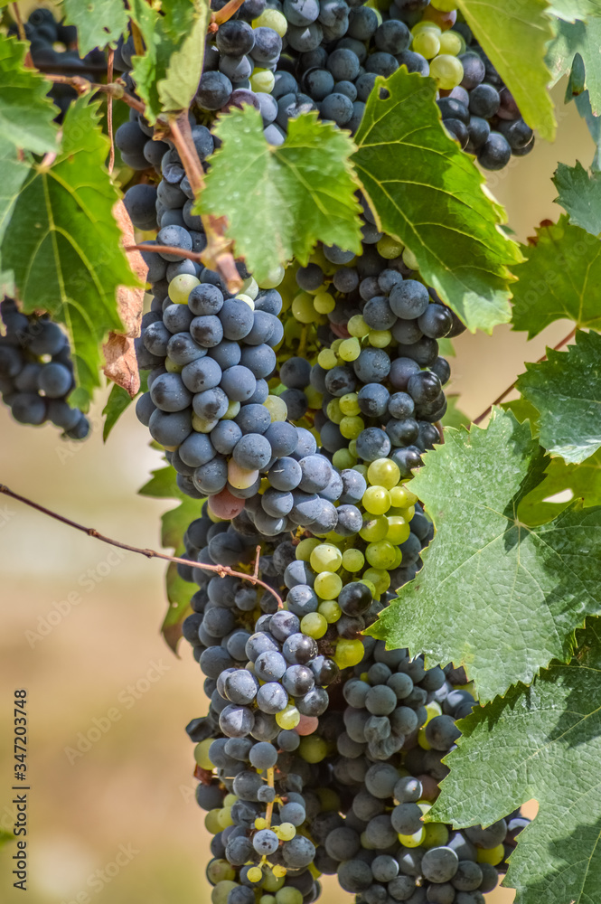 generous blue grapes and leaves on vine close up
generous blue grapes and leaves on vine close up