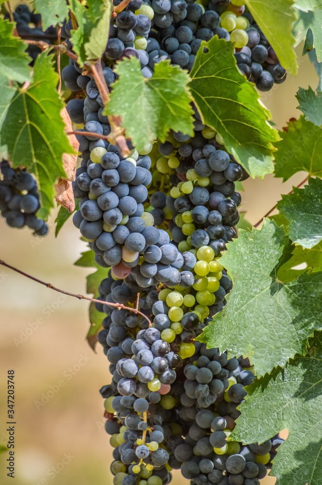 generous blue grapes and leaves on vine close up
