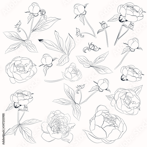 Big vector collection of vector peony flowers shapes in line