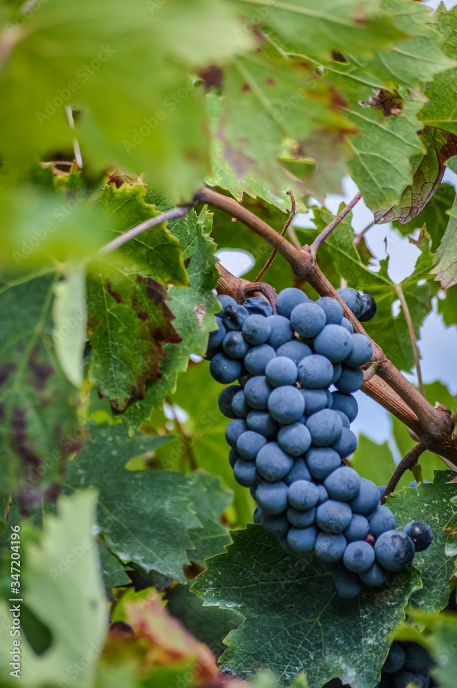 generous blue grapes and leaves on vine close up
