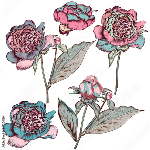 Collection of vector hand drawn colored peony flowers in vintage botanical style