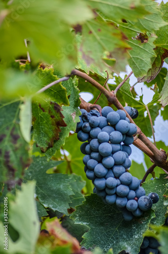 generous blue grapes and leaves on vine close up
