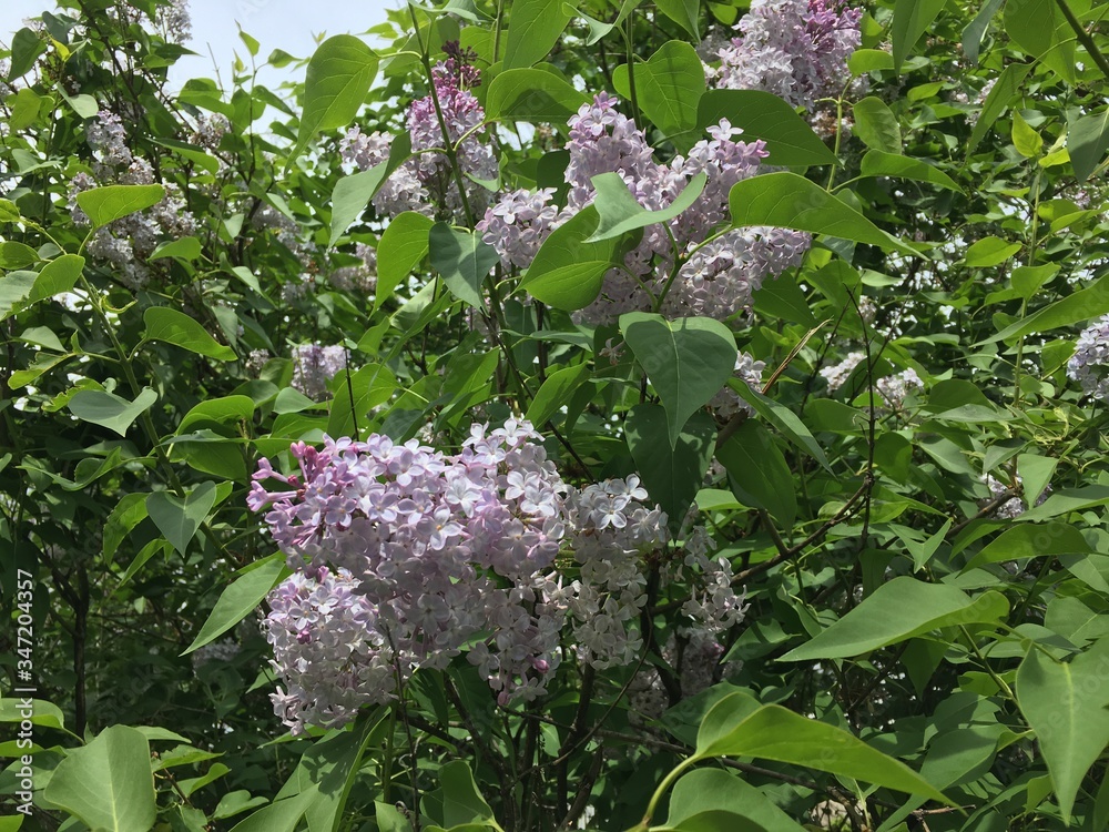 Fliederblüten zart violett syringa vulgaris 2020012 Fliederblüten zart violett syringa vulgaris 2020012