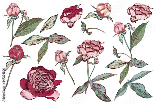 Big collection or set of vector hand drawn peony flowers in vintage botanical...