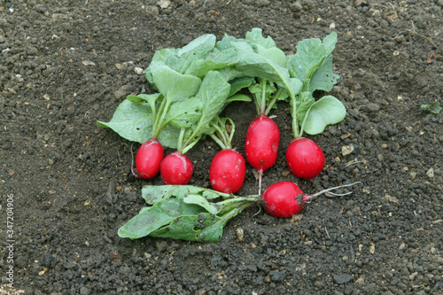 Organic radishes freshly harvested from a vegetable garden.