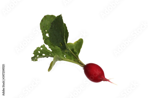 Organic radishes freshly harvested from a vegetable garden.