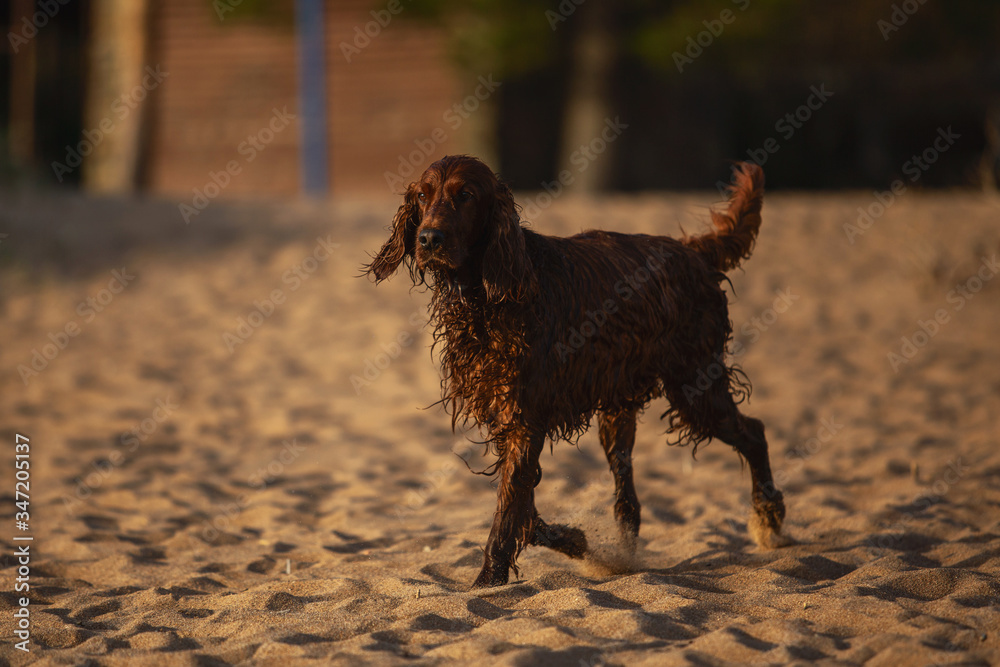 Charming red dog of the Irish setter breed walks on the beach