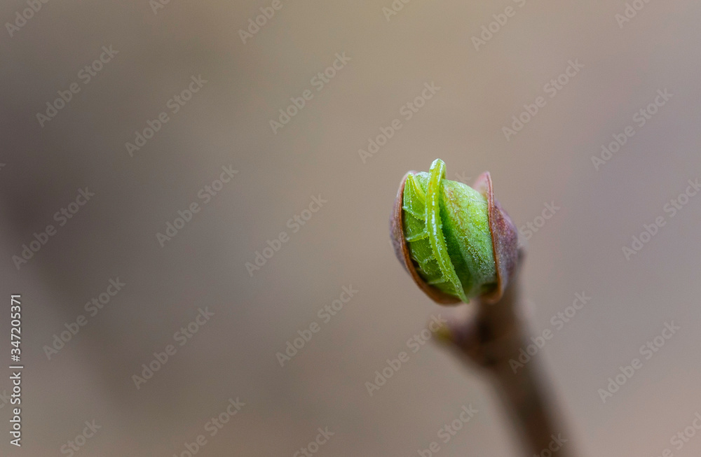 Fototapeta premium spring sprout