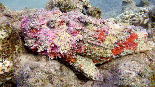 Pink reef Stonefish (Synanceia verrucosa) in the Red Sea, Eilat, Israel photo