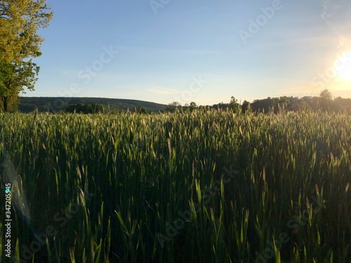 Wachsender Weizen bei strahlend blauem bayerischen Sommerhimmel