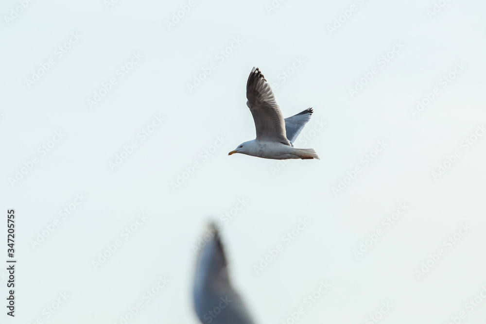 Obraz premium Seagull flying on beautiful cloudless blue sky