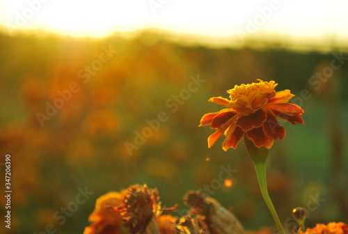 flowers in the field