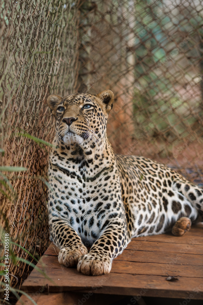 Leopard Leopard