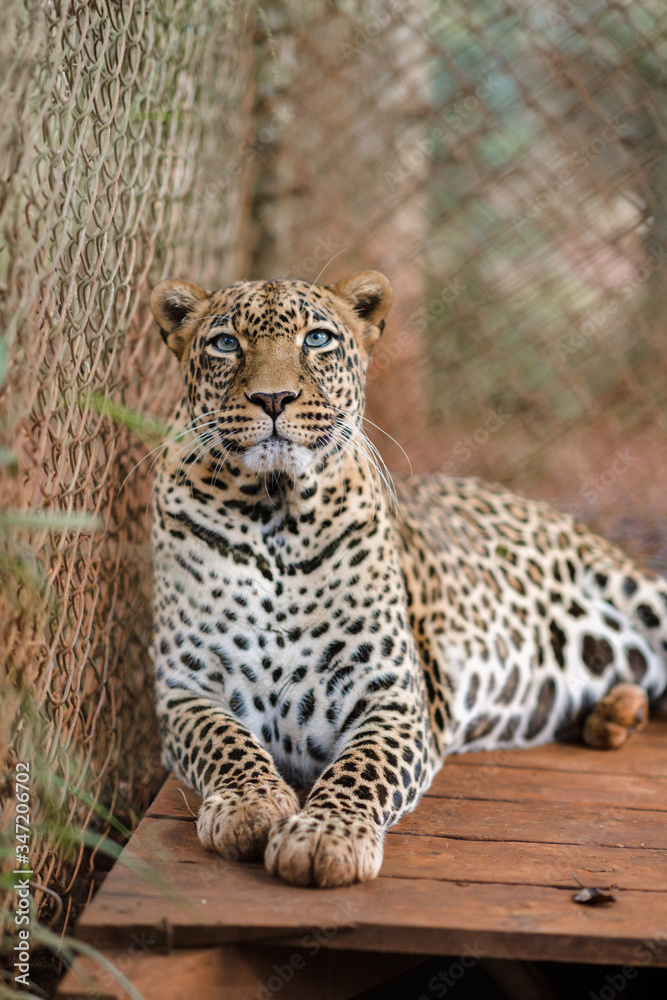 Naklejka premium Leopard