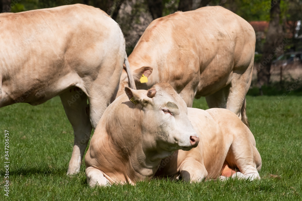 Herd of curious white Charolais beef cattle in a pasture in a dutch countryside. With the cows standing in a line staring curiously at the camera Herd of curious white Charolais beef cattle in a pasture in a dutch countryside. With the cows standing in a line staring curiously at the camera