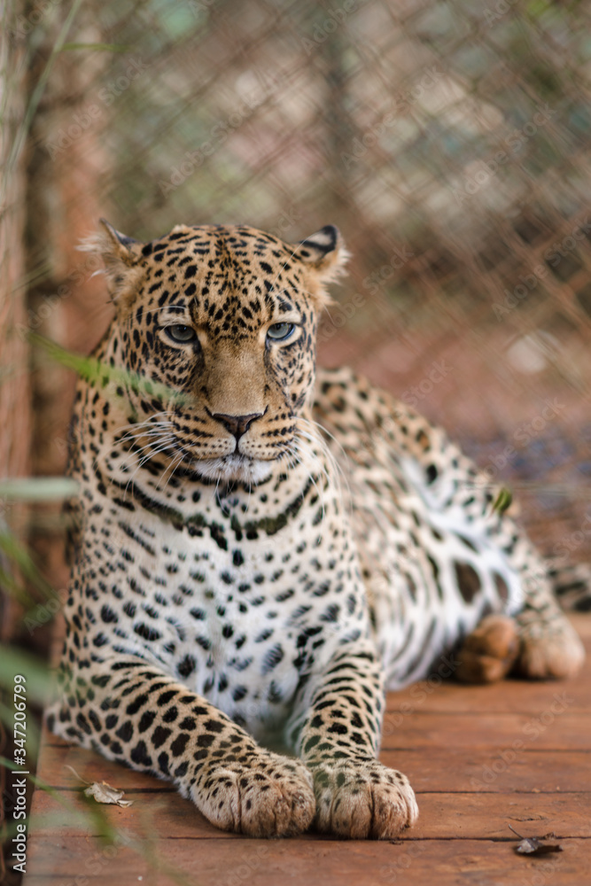 Leopard Leopard