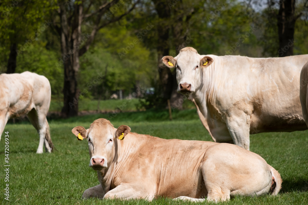 Herd of curious white Charolais beef cattle in a pasture in a dutch countryside. With the cows standing in a line staring curiously at the camera