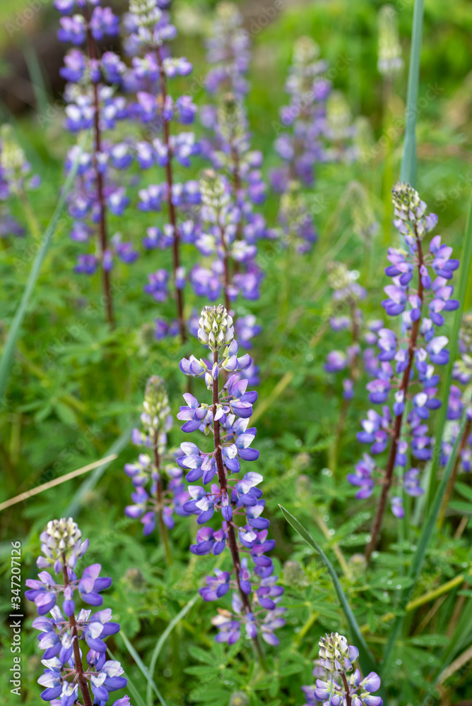 A picture of some Lupinus blooming in the field.     Vancouver BC Canada
