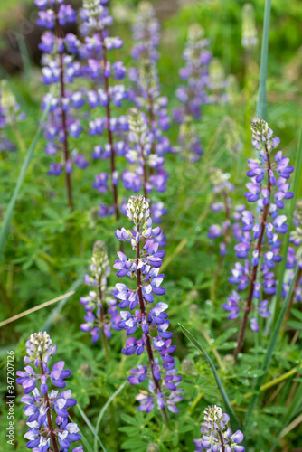 A picture of some Lupinus blooming in the field. Vancouver BC Canada 
