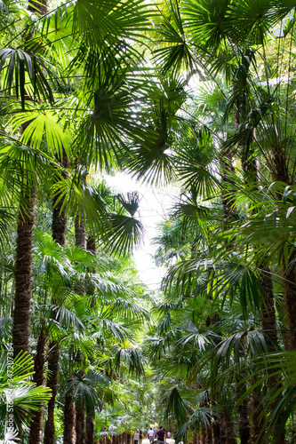 Lumi  re    travers le sommets de palmiers et bambous 
