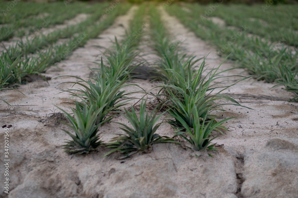 A small pineapple tree planted in rows. Use the amount of pineapple fruit to grow. A small pineapple tree planted in rows. Use the amount of pineapple fruit to grow.
