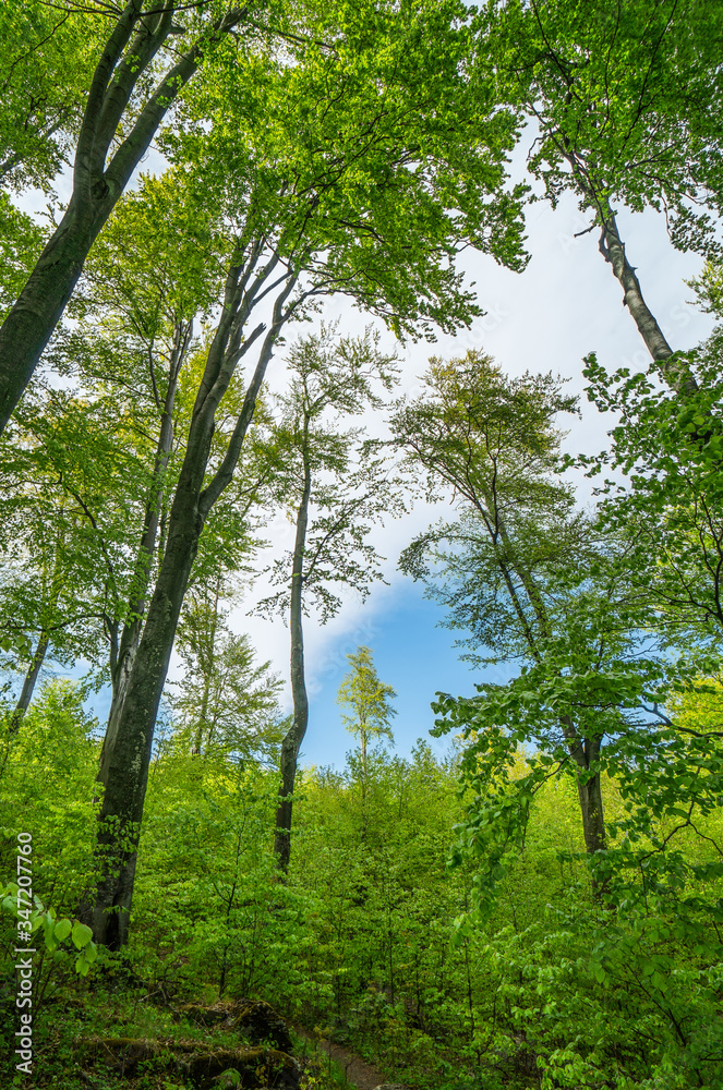 Forest, lush foliage, tall trees and blue cloudy sky at spring or early summer