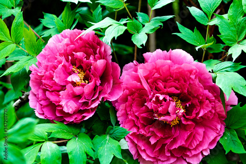 Fototapeta Naklejka Na Ścianę i Meble -  Fleurs fuchsia de pivoine officinale 