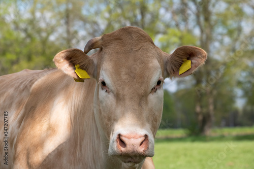 Wallpaper Mural A white Charolais beef cattle head in front view, in a pasture in a dutch countryside, Natural green background Torontodigital.ca