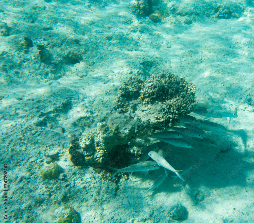Fototapeta premium View of tropical fishes in Ouvea