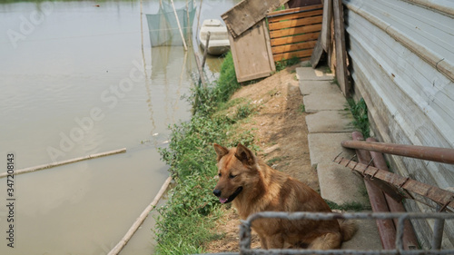 A friendly curious stray dog behind the fence, dog shelter with cages in Asia, stolen pet for food market, animals rights, China, pet rescue center, human's best friends  © Lesia Povkh