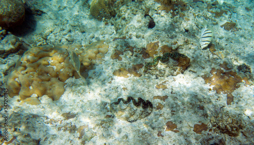 Fototapeta Naklejka Na Ścianę i Meble -  Giant tridacna and coral in the sea