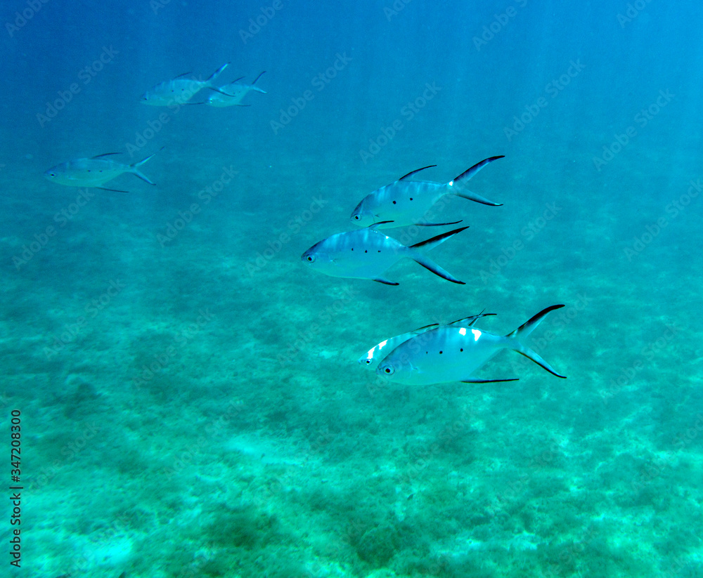 View of tropical fishes in Ouvea