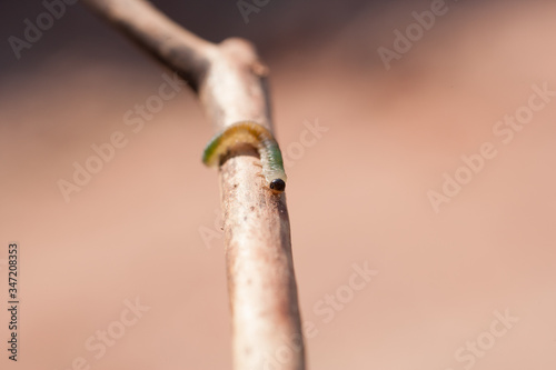 Tiny green and yellow caterpillar crawling towards camera on a twig.