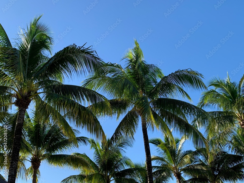 Fototapeta premium palm trees against blue sky