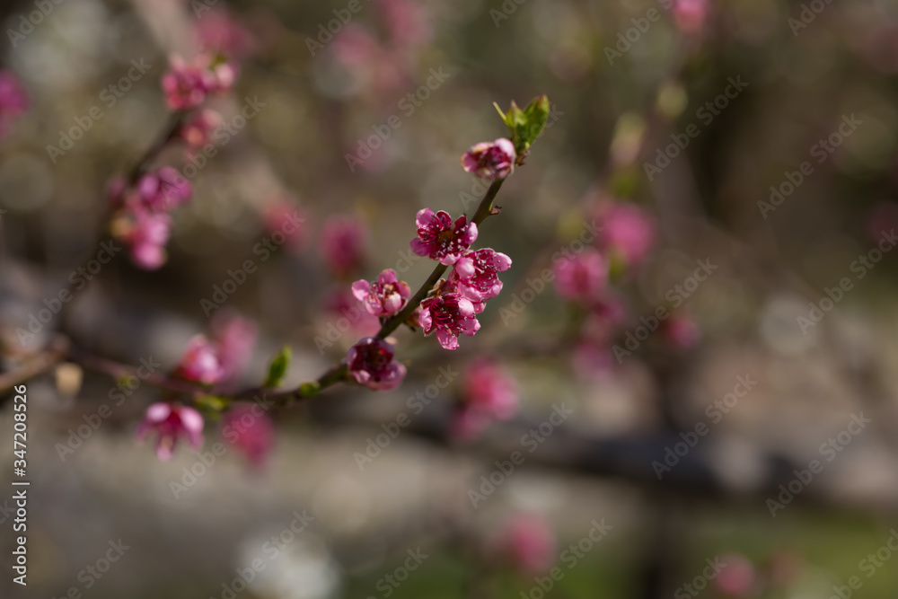 Kwiaty brzoskwini kwitnące wiosną na gałązce drzewa - obrazy, fototapety, plakaty 