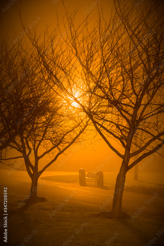 Park bench and a bin between two trees with streetlight shining through on a foggy night