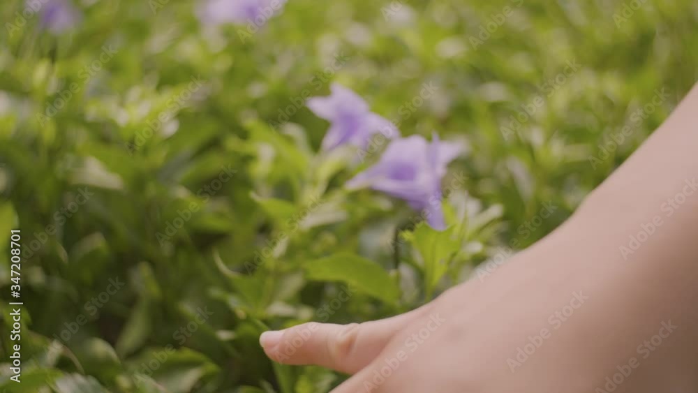 Purple flowers in Thailand are beautiful, look cute.