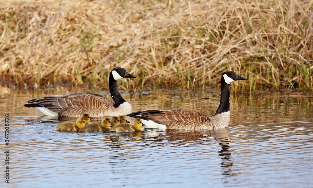 Canada goose with goslings swimming on the lake.
Canada goose with goslings swimming on the lake.