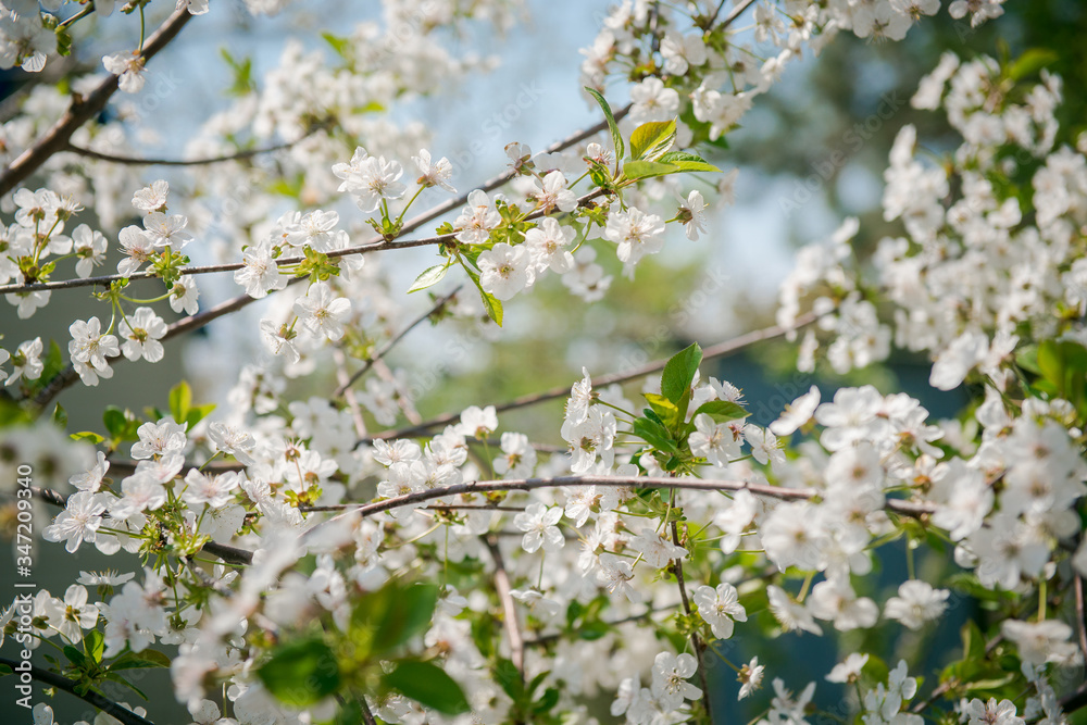 apple Blossom. White flowers on tree branch, selective focus. Gardening in spring. Spring Flowering branch apple Blossom. White flowers on tree branch, selective focus. Gardening in spring. Spring Flowering branch